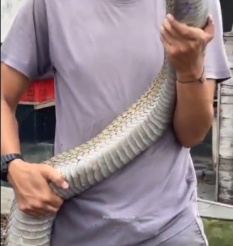 King Cobra Malaysia. (Twitter)